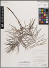 Foto von Salix eleagnos subsp. angustifolia (Cariot) Rech. f.